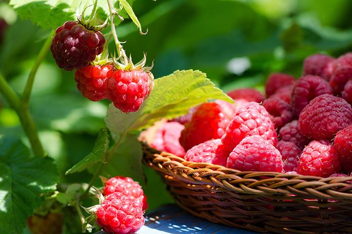 Šiandien aukščiausia temperatūra 15–20 laipsnių