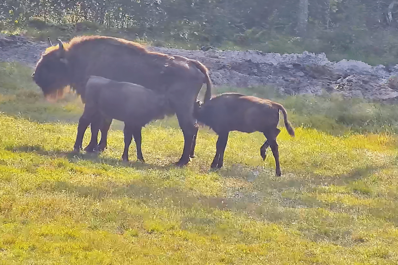 Tikras gamtos siurprizas laukė 2024 m. gegužės mėnesį – Dzūkijos nacionaliniame parke Stegalių II veisimo centre gimė dvyniai: patinas Dzvynys ir patelė Dzvynė.