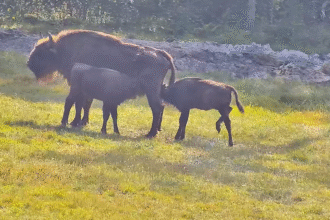 Tikras gamtos siurprizas laukė 2024 m. gegužės mėnesį – Dzūkijos nacionaliniame parke Stegalių II veisimo centre gimė dvyniai: patinas Dzvynys ir patelė Dzvynė.