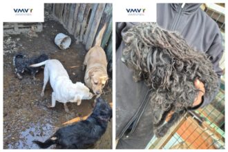 Patikrinimo metu nustatyta, kad teritorijoje netinkamomis sąlygomis buvo laikomi 57 šunys, be to, jie nelegaliai veisiami.